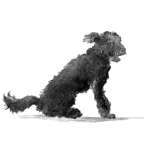 How I Became a Dog Called Midnight - Ben Miller - Image 2