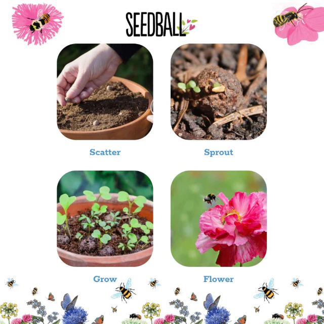 Wildflower Seedball Jars - Image 3